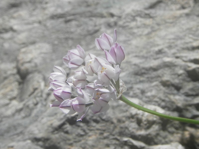 Allium oreoprasum photo 8