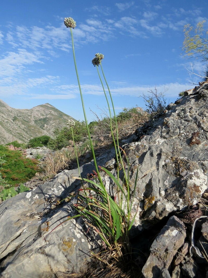 Allium oreoscordum