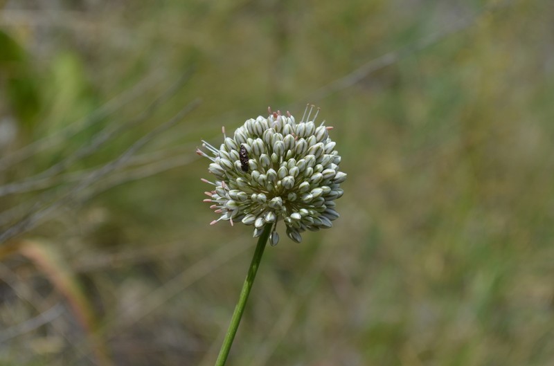 Allium oreoscordum photo 2