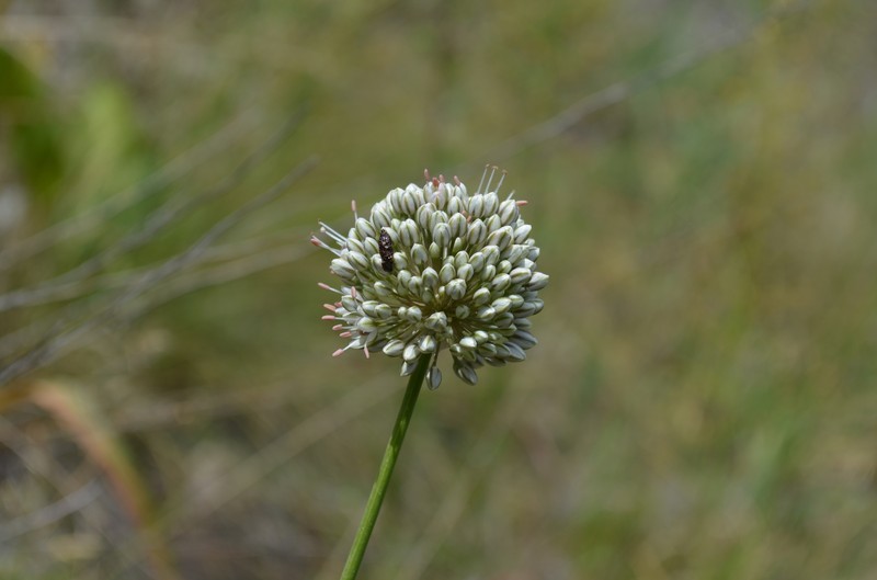 Allium oreoscordum photo 4