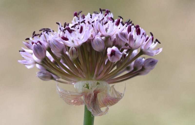 Allium orientale photo 3