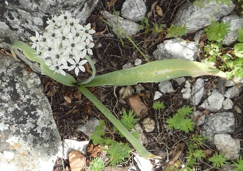 Allium orientale photo 4