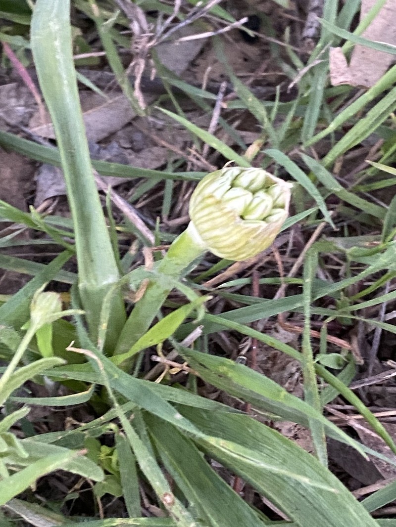 Allium orientale photo 5