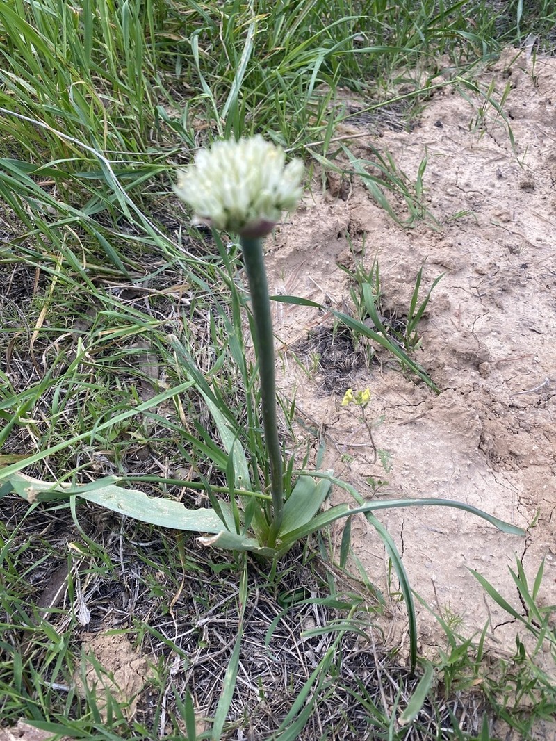 Allium orientale photo 6