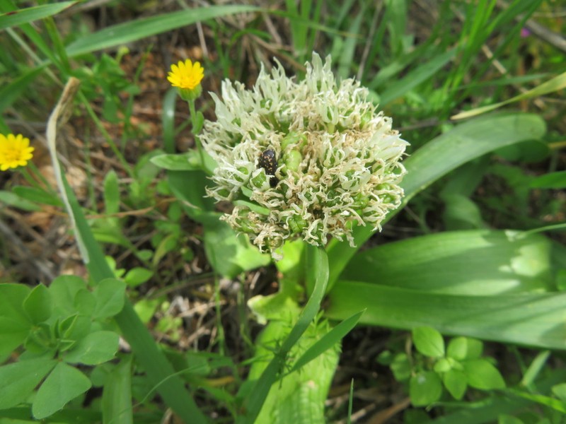 Allium orientale photo 7
