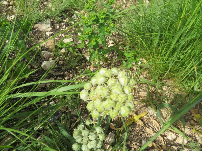 Allium orientale photo 8