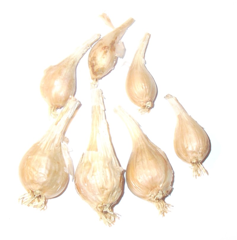 Allium oschaninii