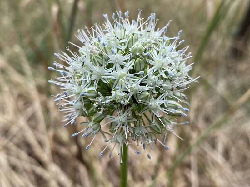 Allium oschaninii photo 5