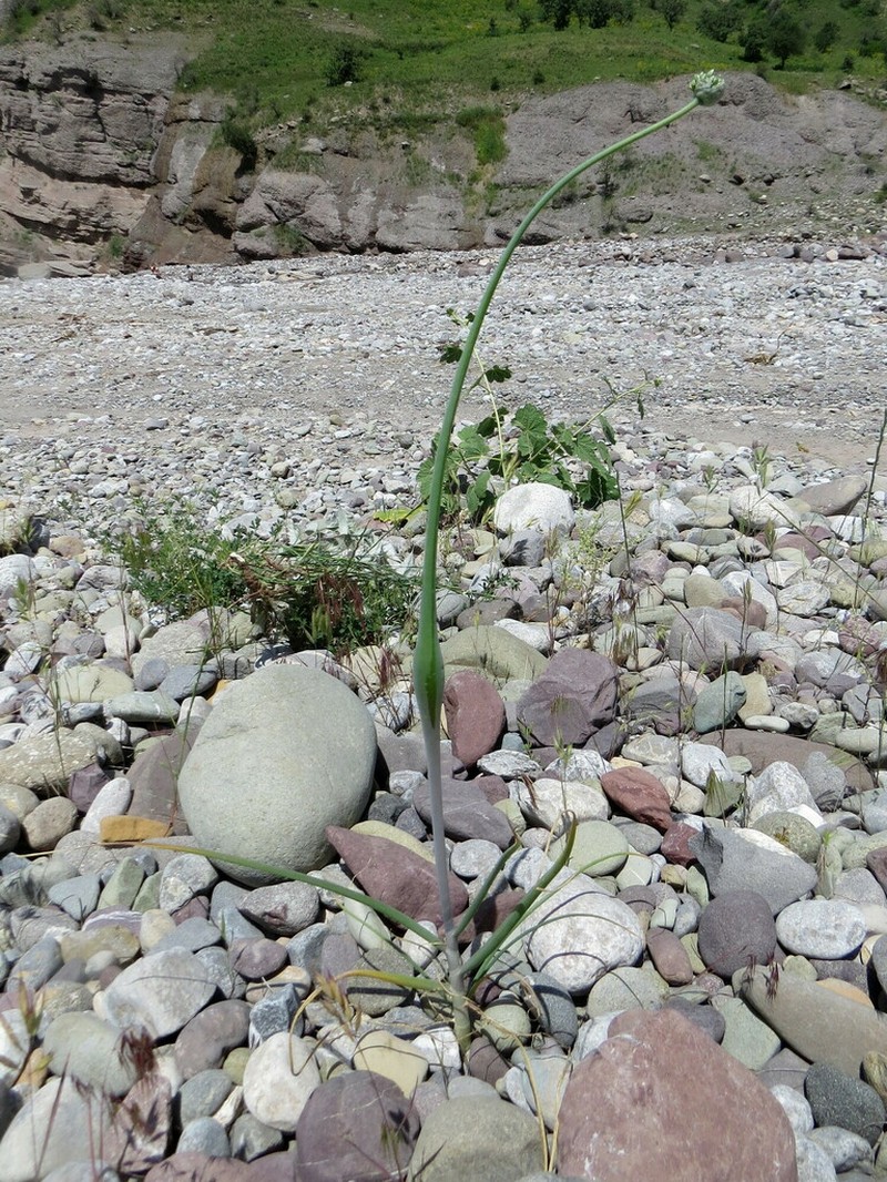 Allium oschaninii photo 8