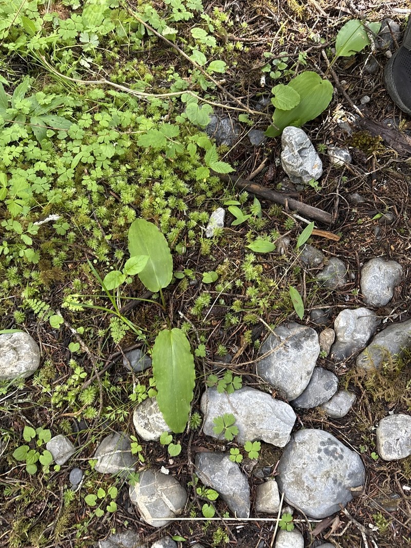 Allium ovalifolium