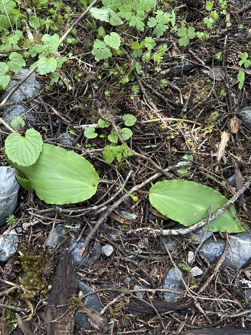 Allium ovalifolium photo 6
