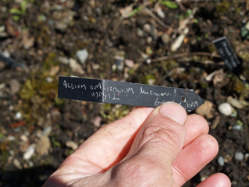 Allium ovalifolium photo 8