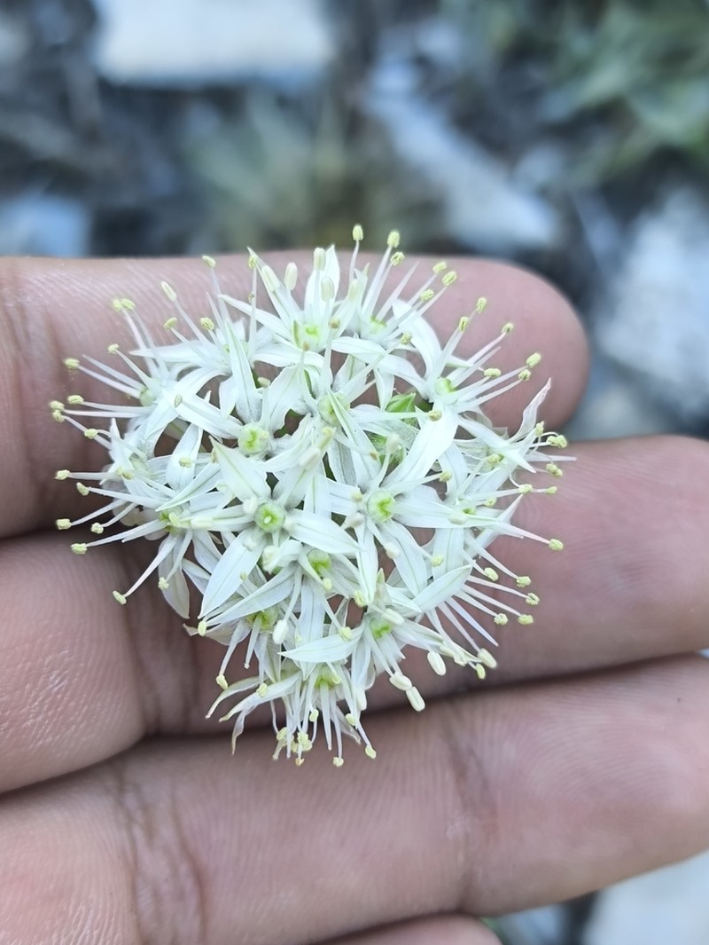 Allium ownbeyi