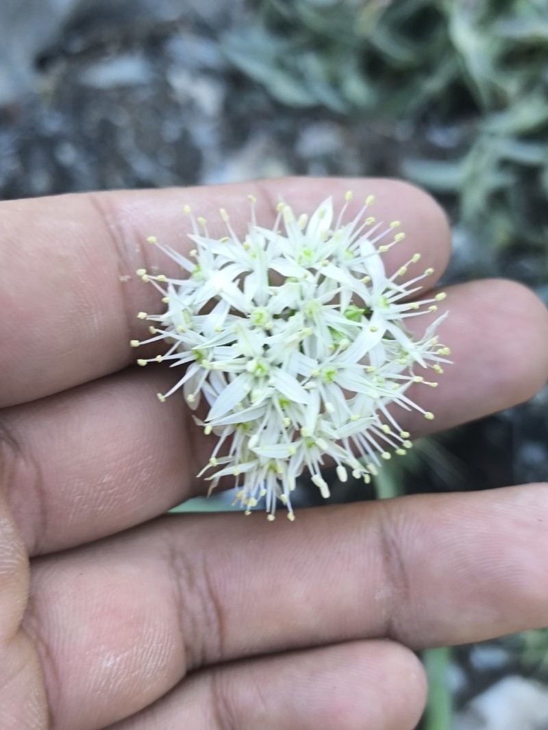 Allium ownbeyi photo 2