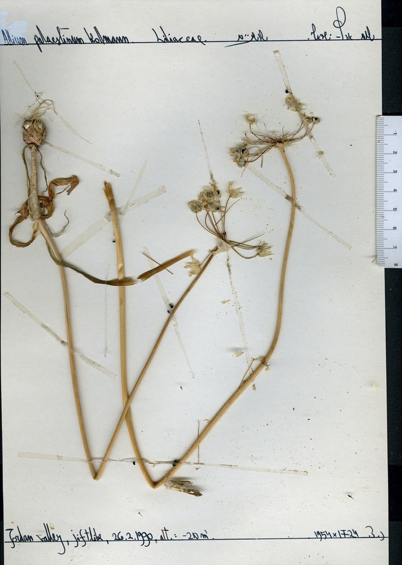 Allium palaestinum