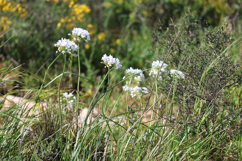 Allium palaestinum photo 2