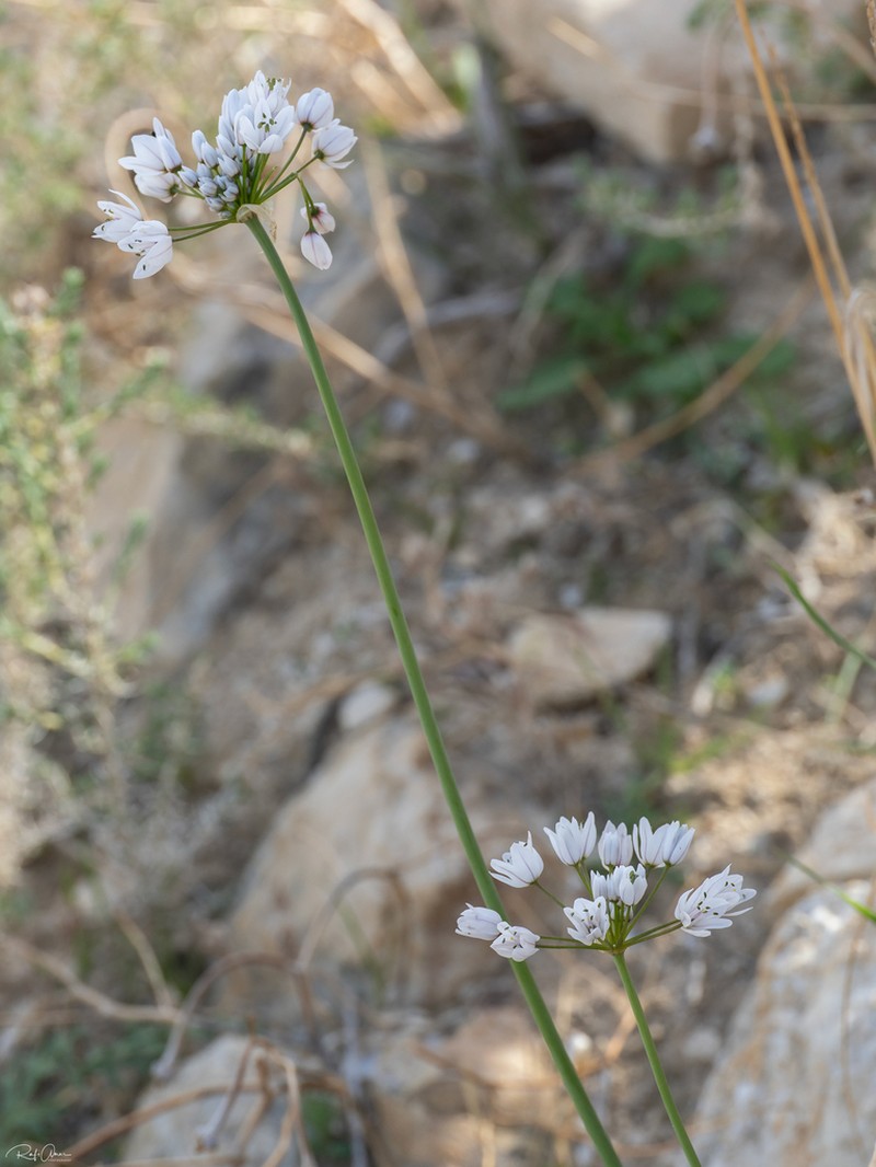 Allium palaestinum photo 3