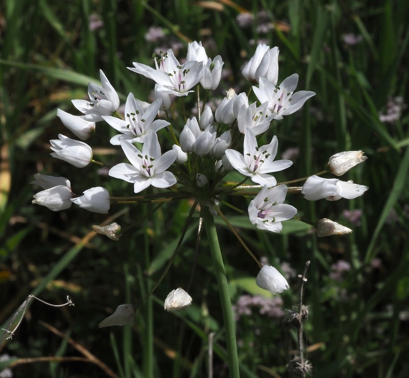 Allium palaestinum photo 4