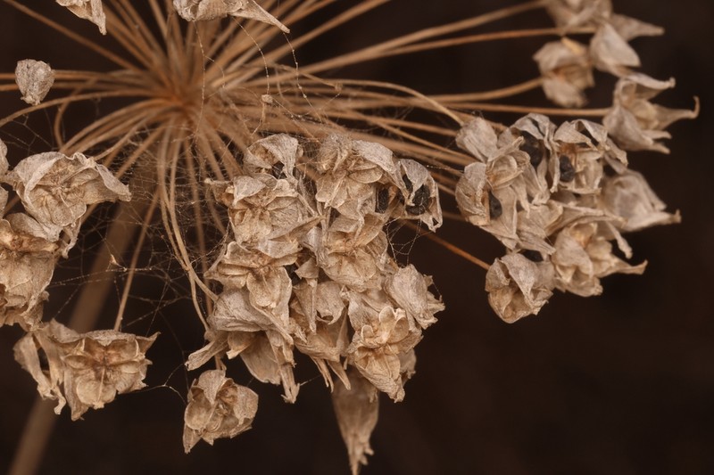 Allium palaestinum photo 5