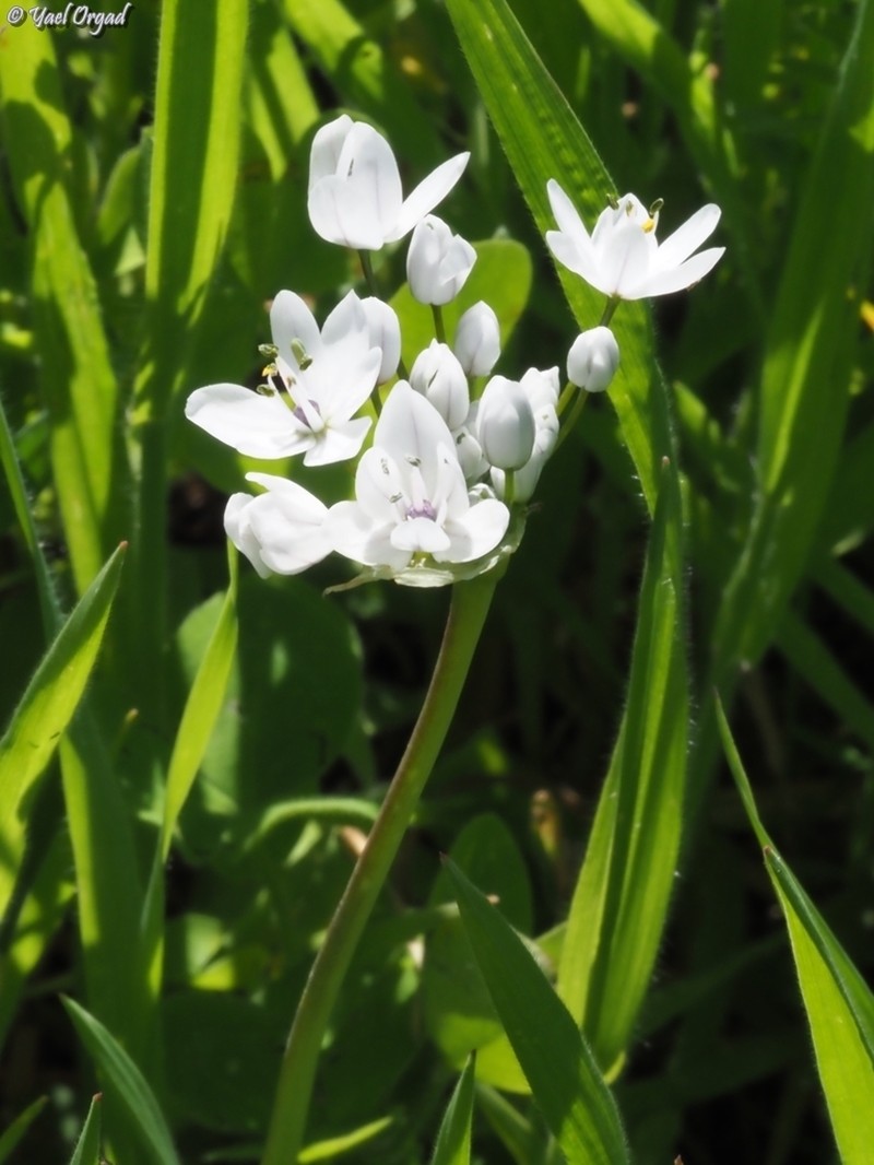 Allium palaestinum photo 6