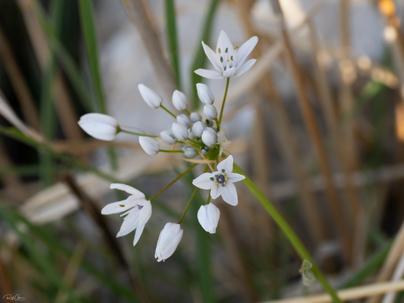 Allium palaestinum photo 7