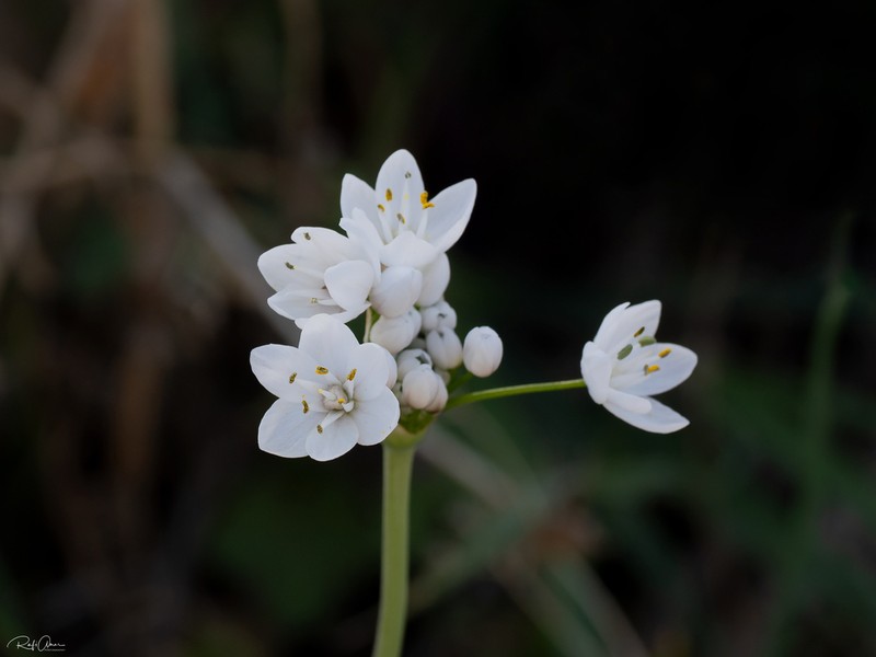 Allium palaestinum photo 8