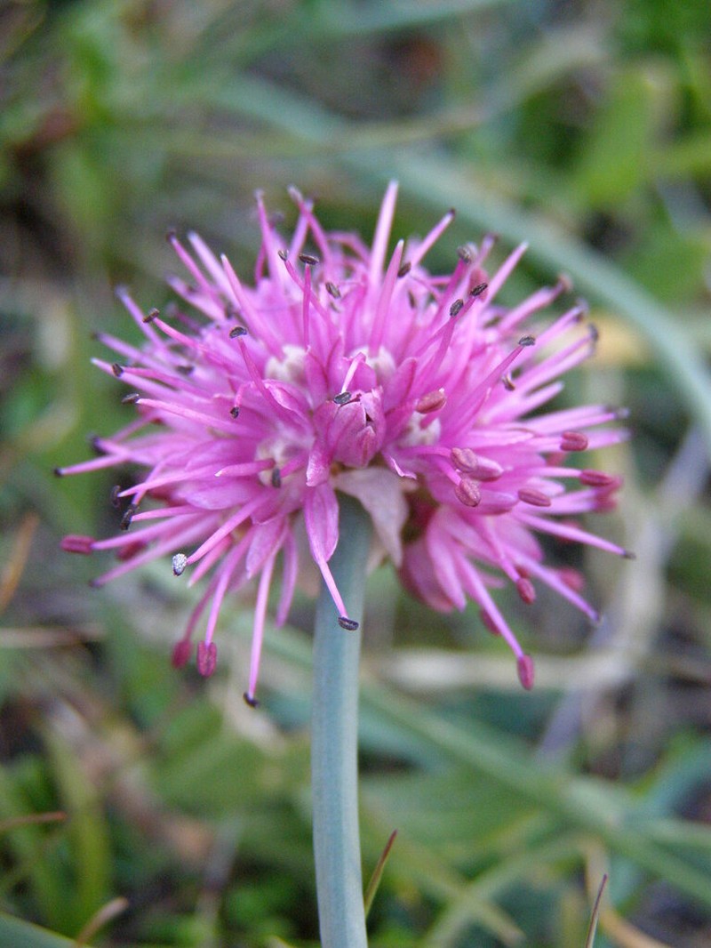 Allium palentinum