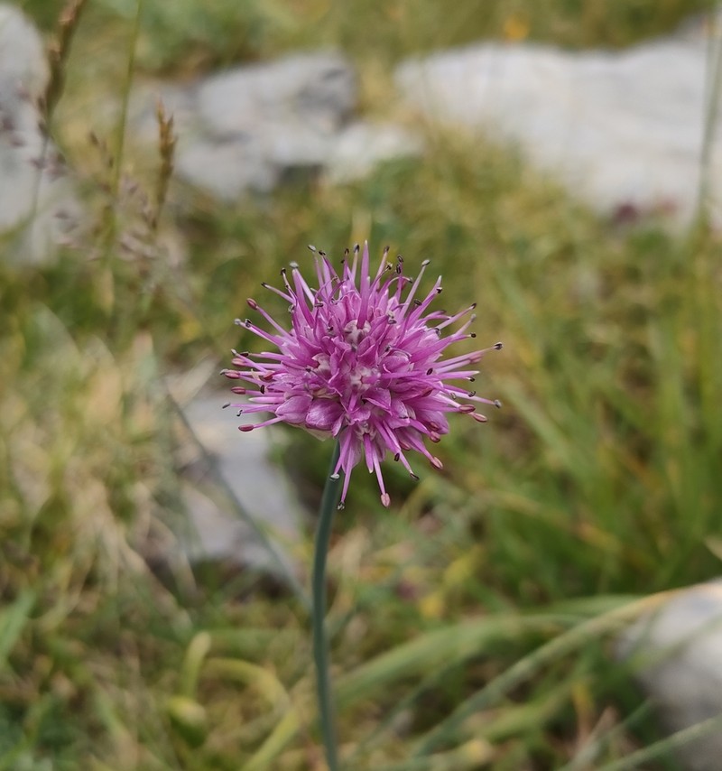 Allium palentinum photo 2