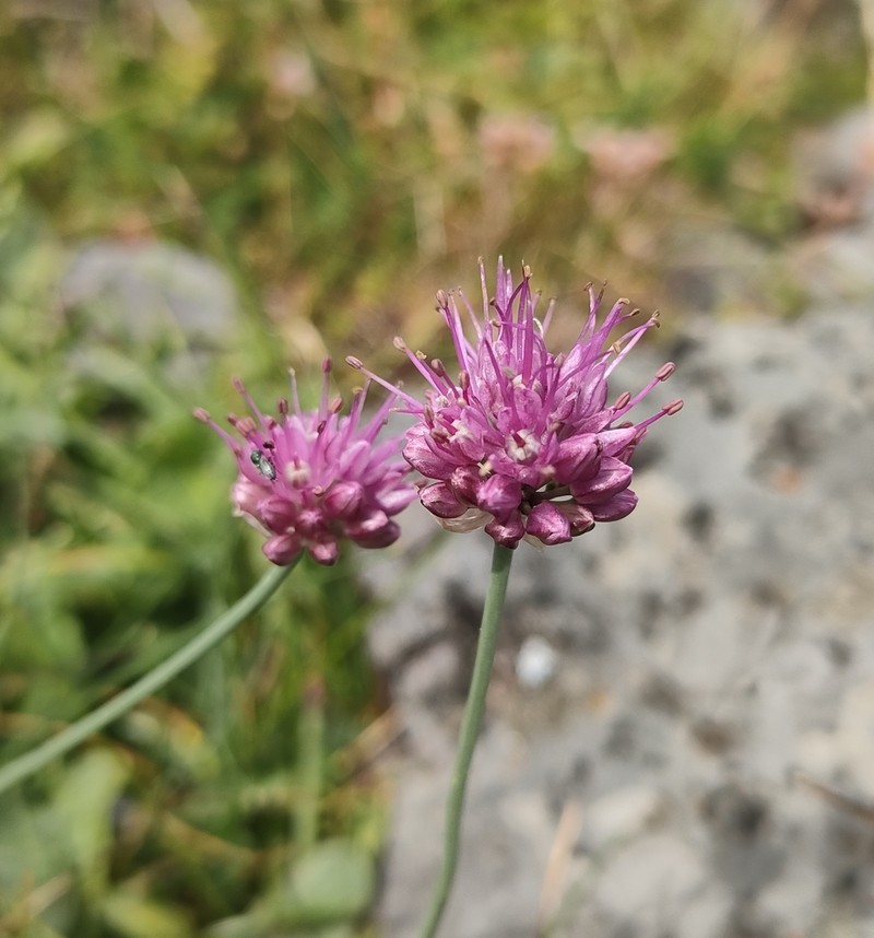 Allium palentinum photo 3