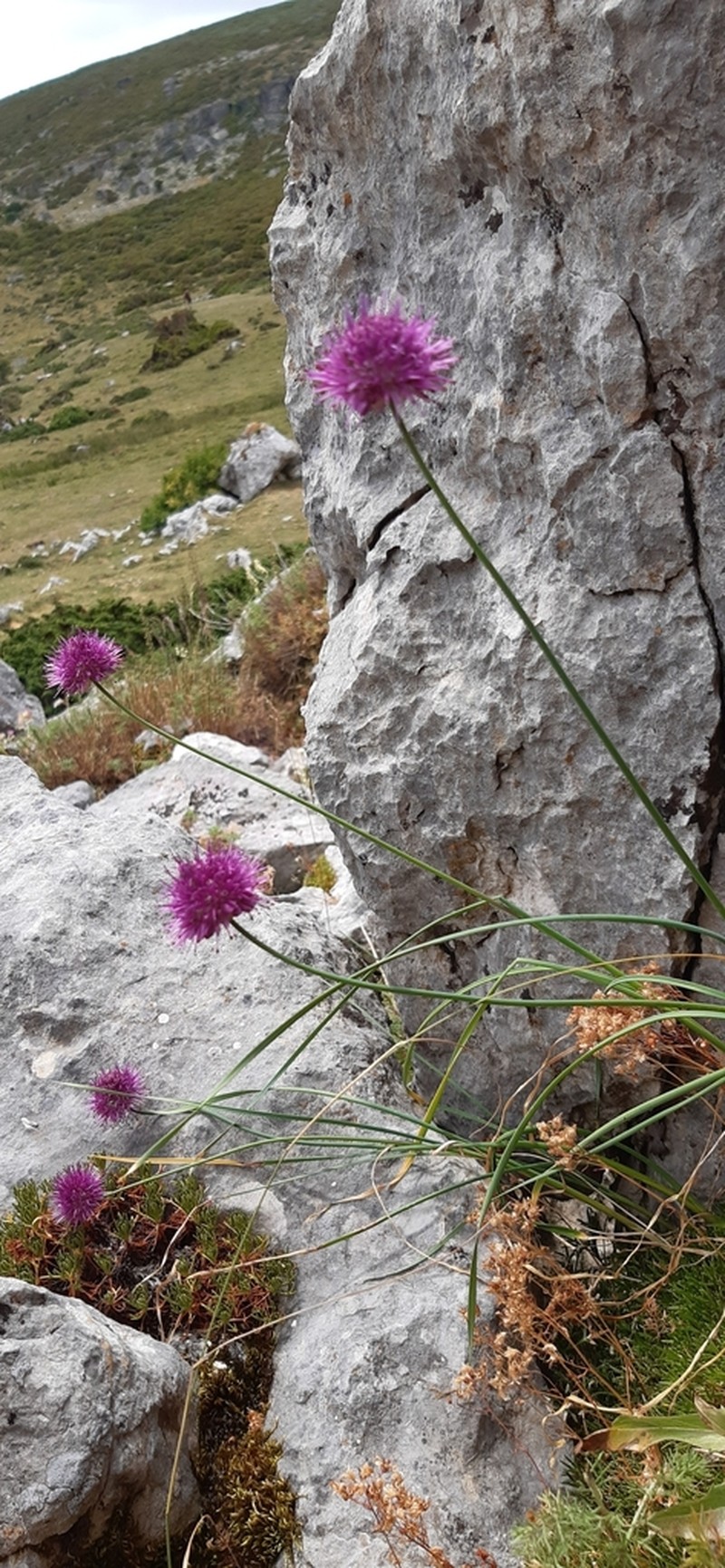 Allium palentinum photo 4