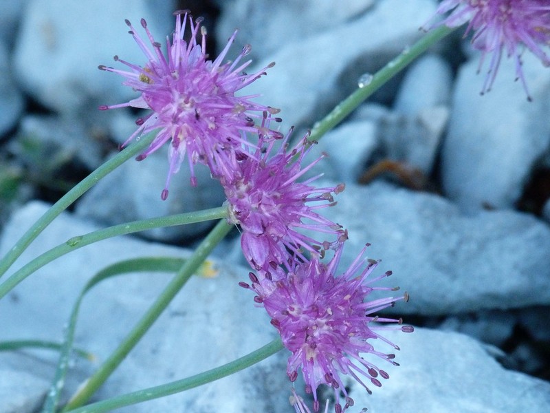 Allium palentinum photo 5