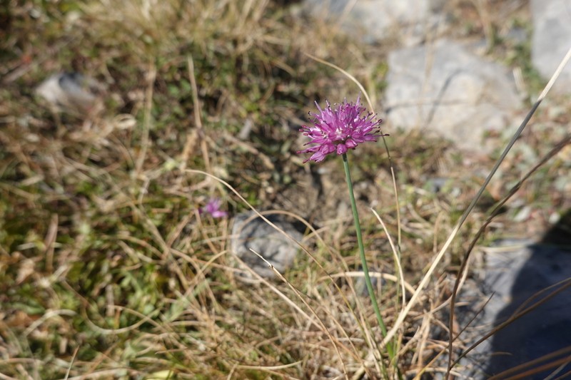 Allium palentinum photo 6