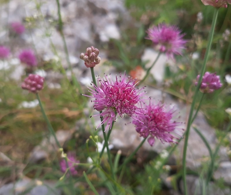 Allium palentinum photo 7