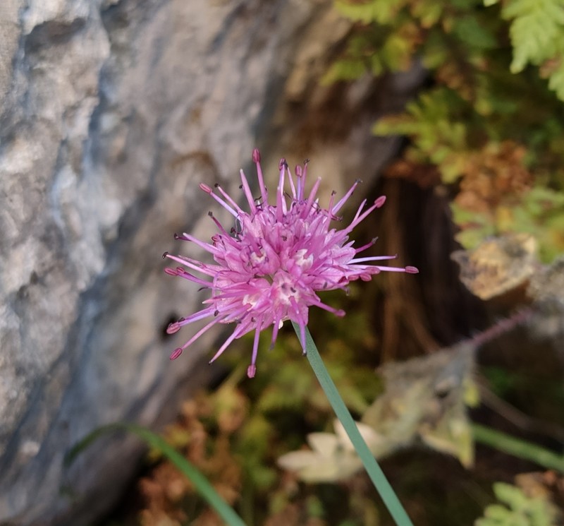 Allium palentinum photo 8