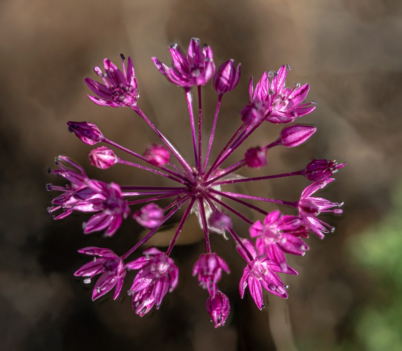 Allium pallasii