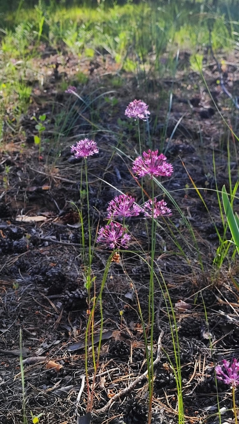 Allium pallasii photo 2