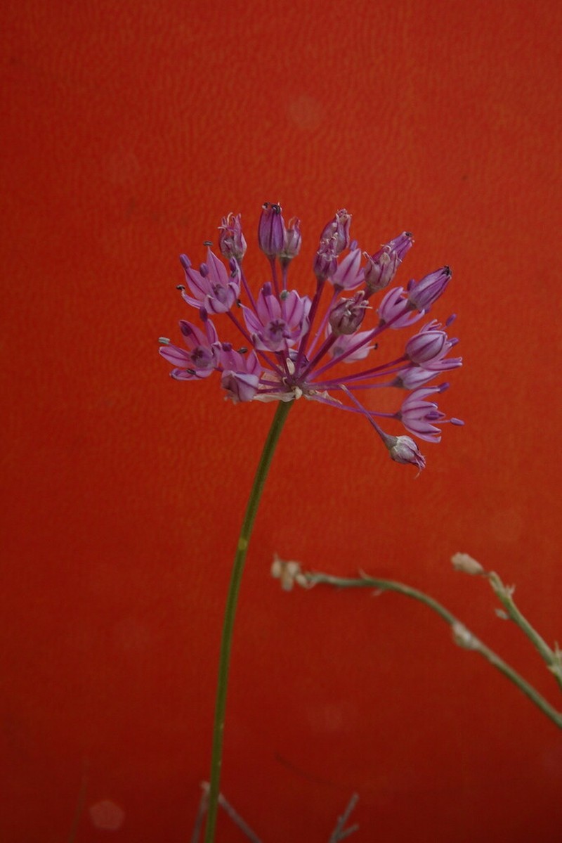 Allium pallasii photo 3