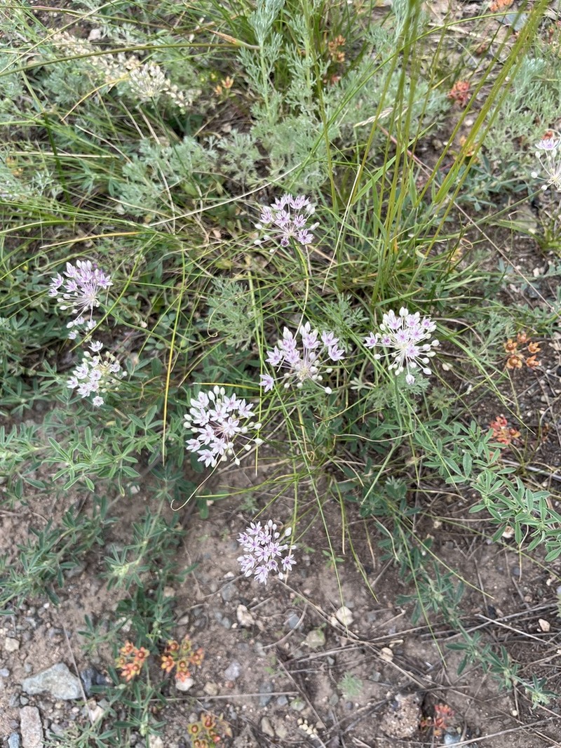 Allium pallasii photo 4