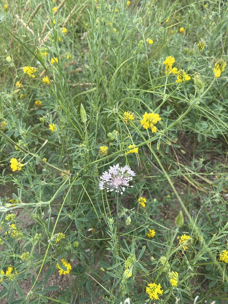 Allium pallasii photo 5