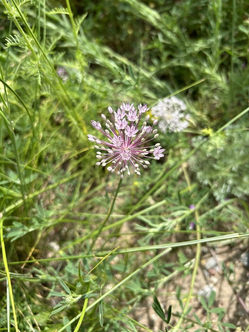 Allium pallasii photo 6