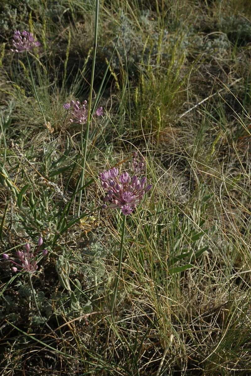 Allium pallasii photo 7