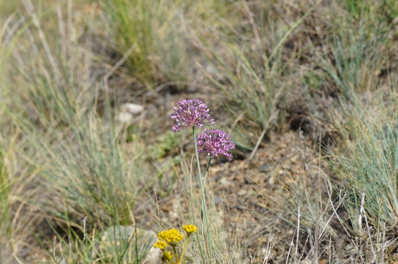 Allium pallasii photo 8