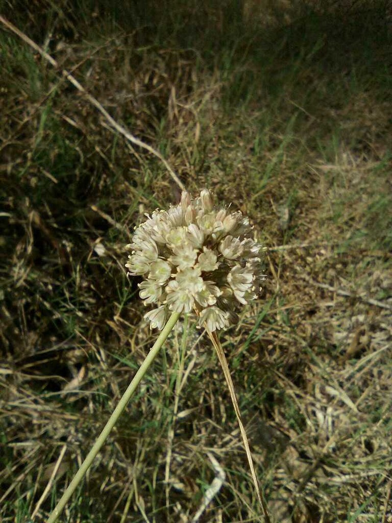 Allium pallens photo 2