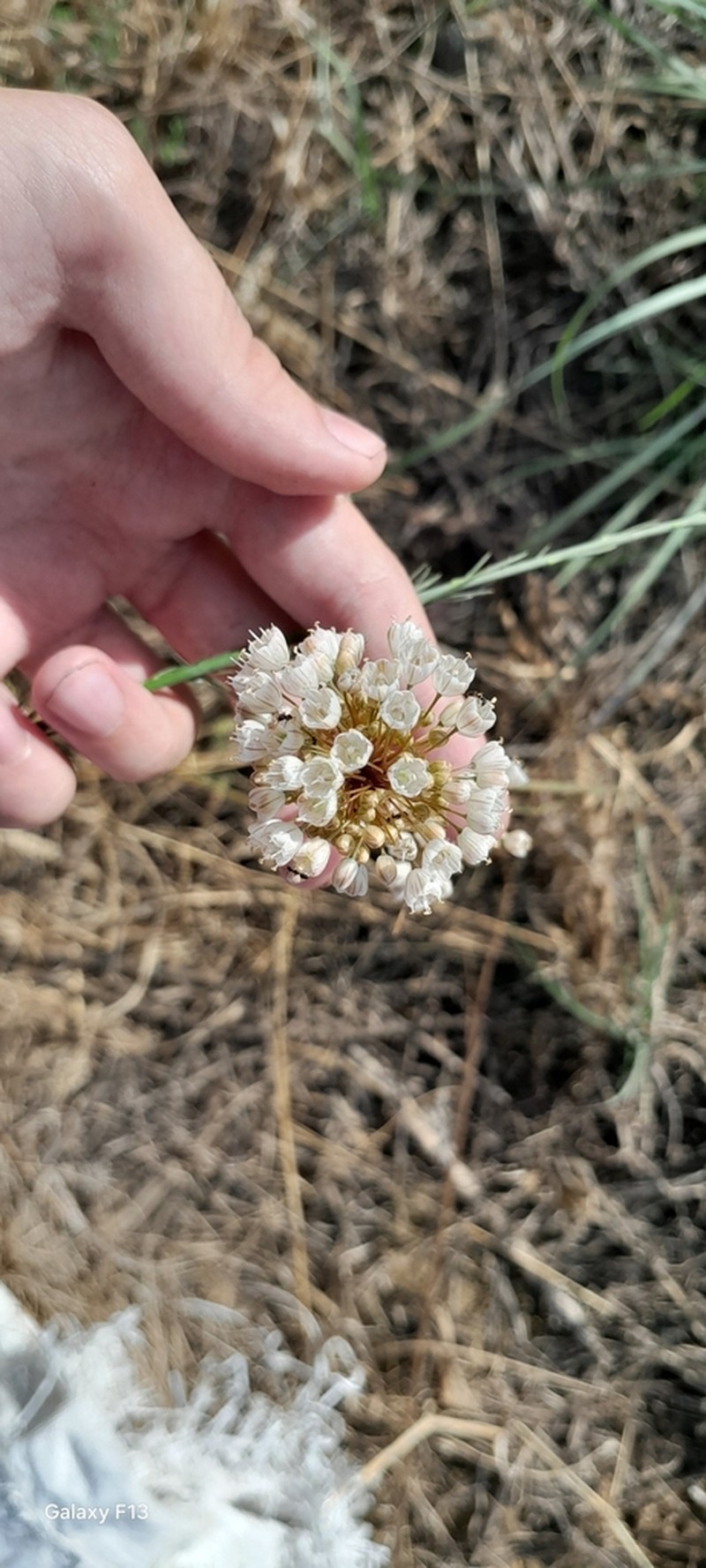 Allium pallens photo 3