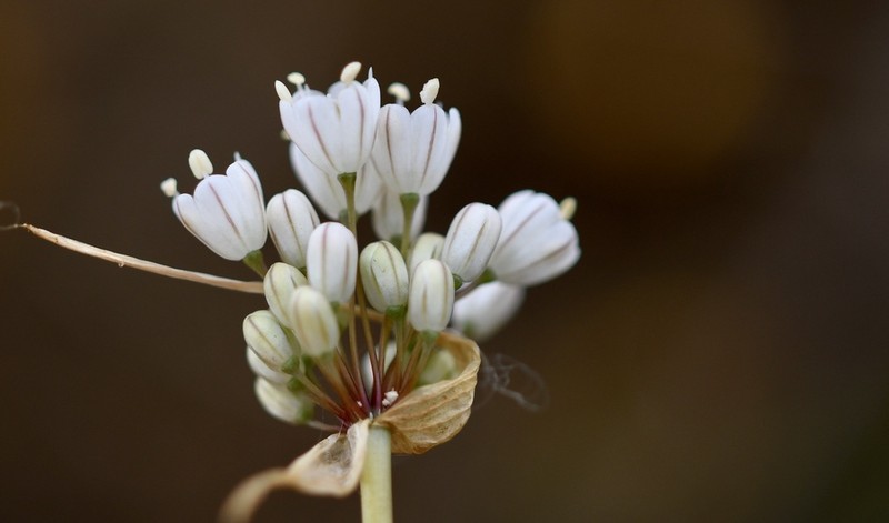 Allium pallens photo 4