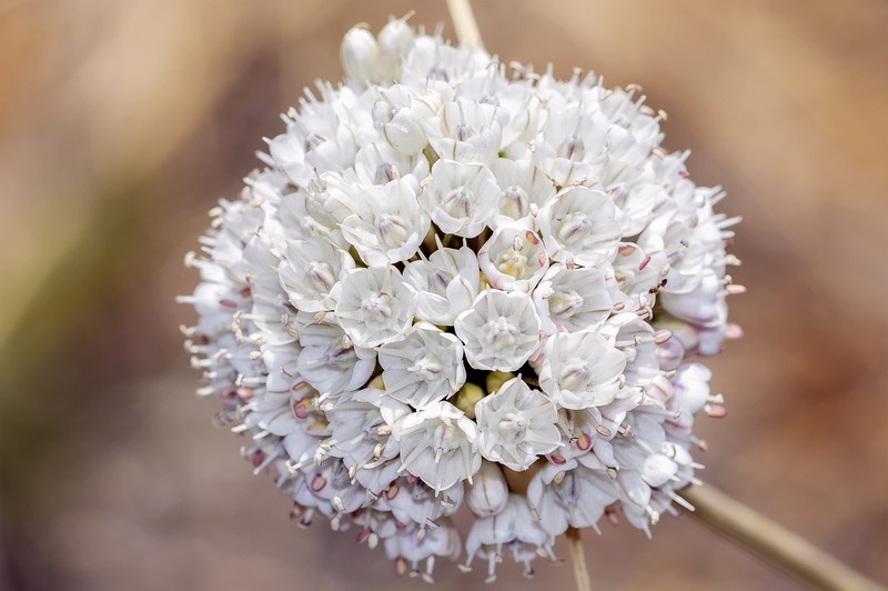 Allium pallens photo 5
