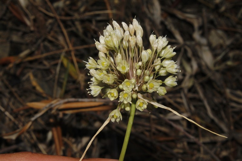 Allium pallens photo 6