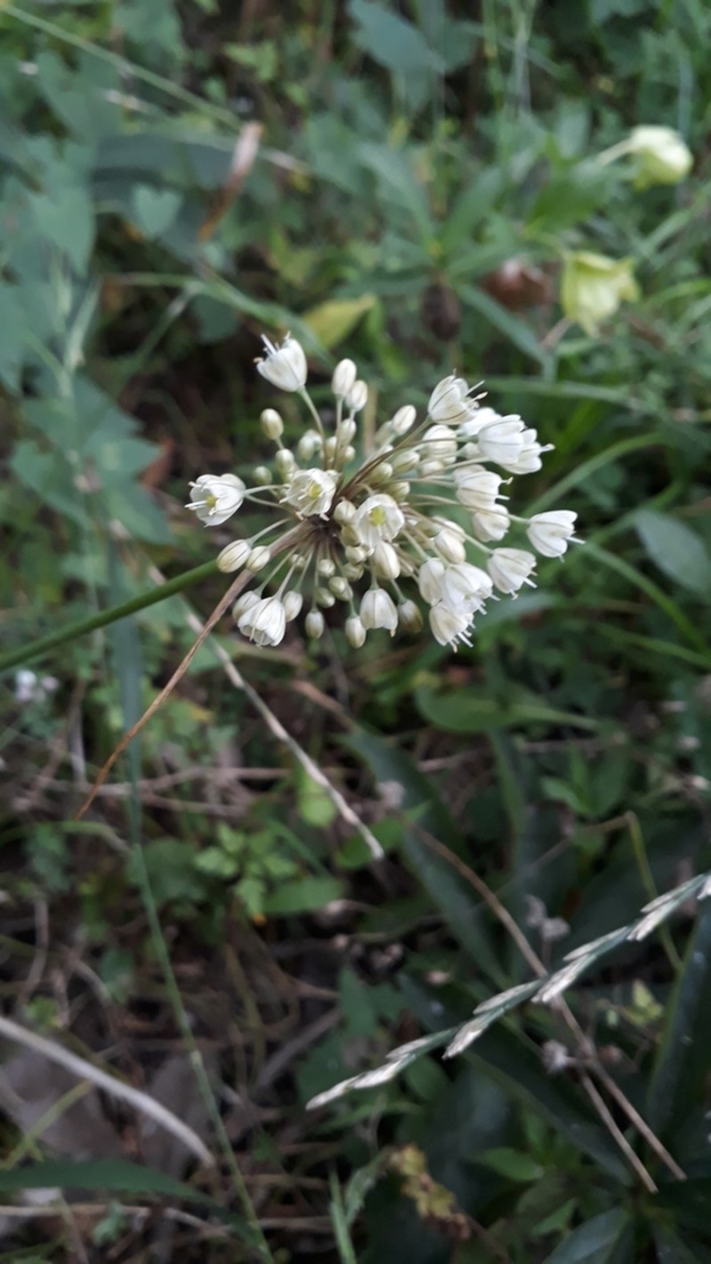 Allium pallens photo 7