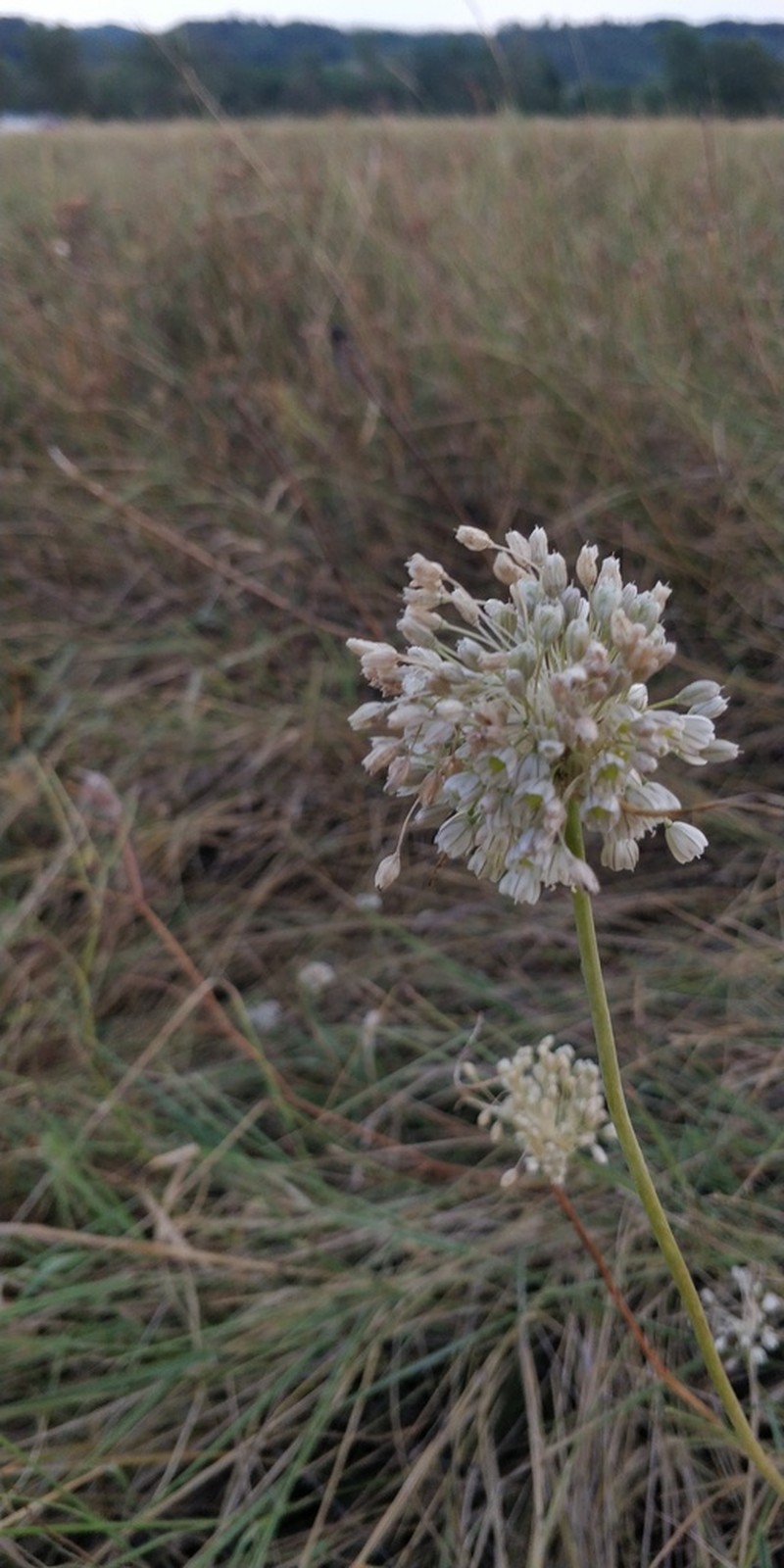 Allium pallens photo 8