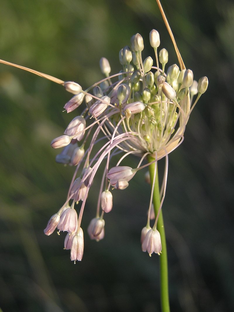 Mediterranean Onion